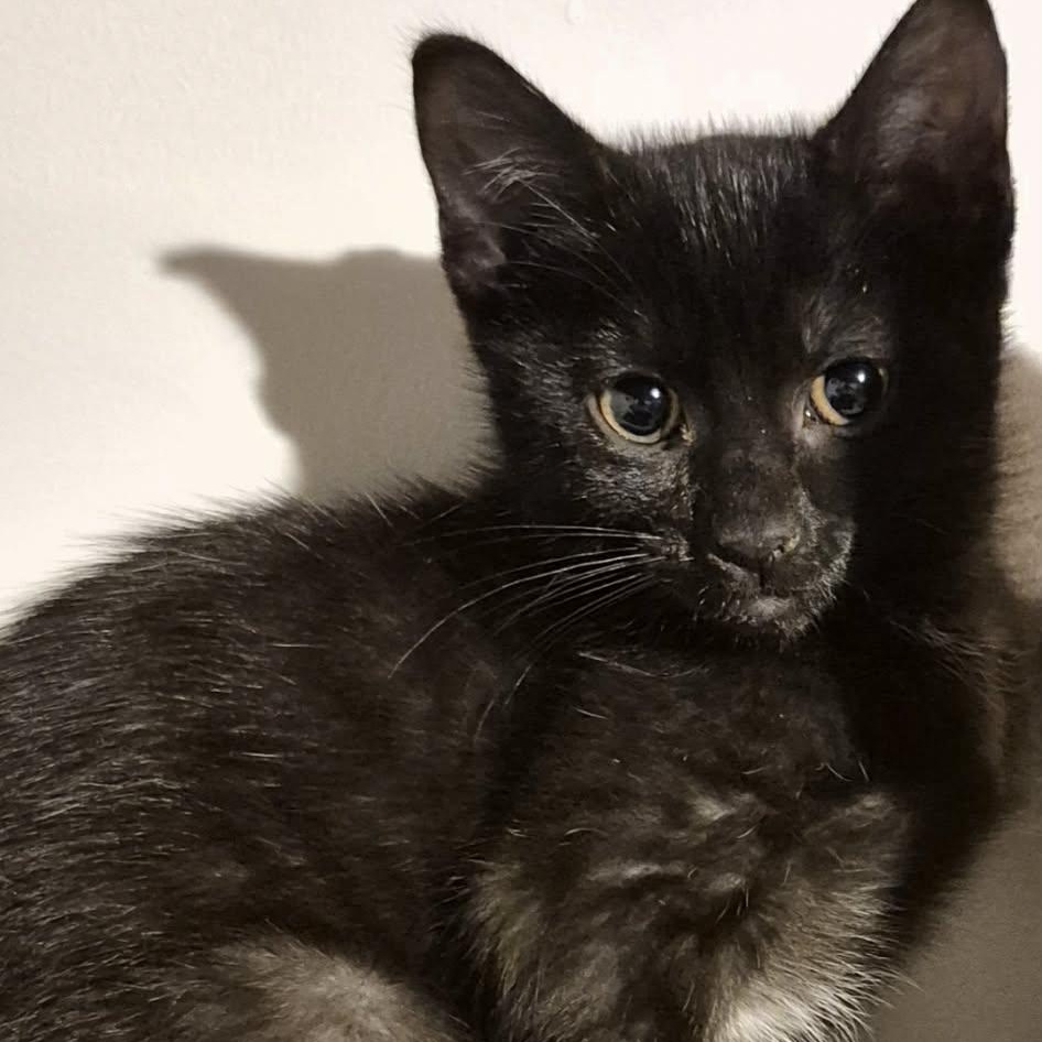 Ninja, ADOPTABLE, Young Female Domestic Short Hair.