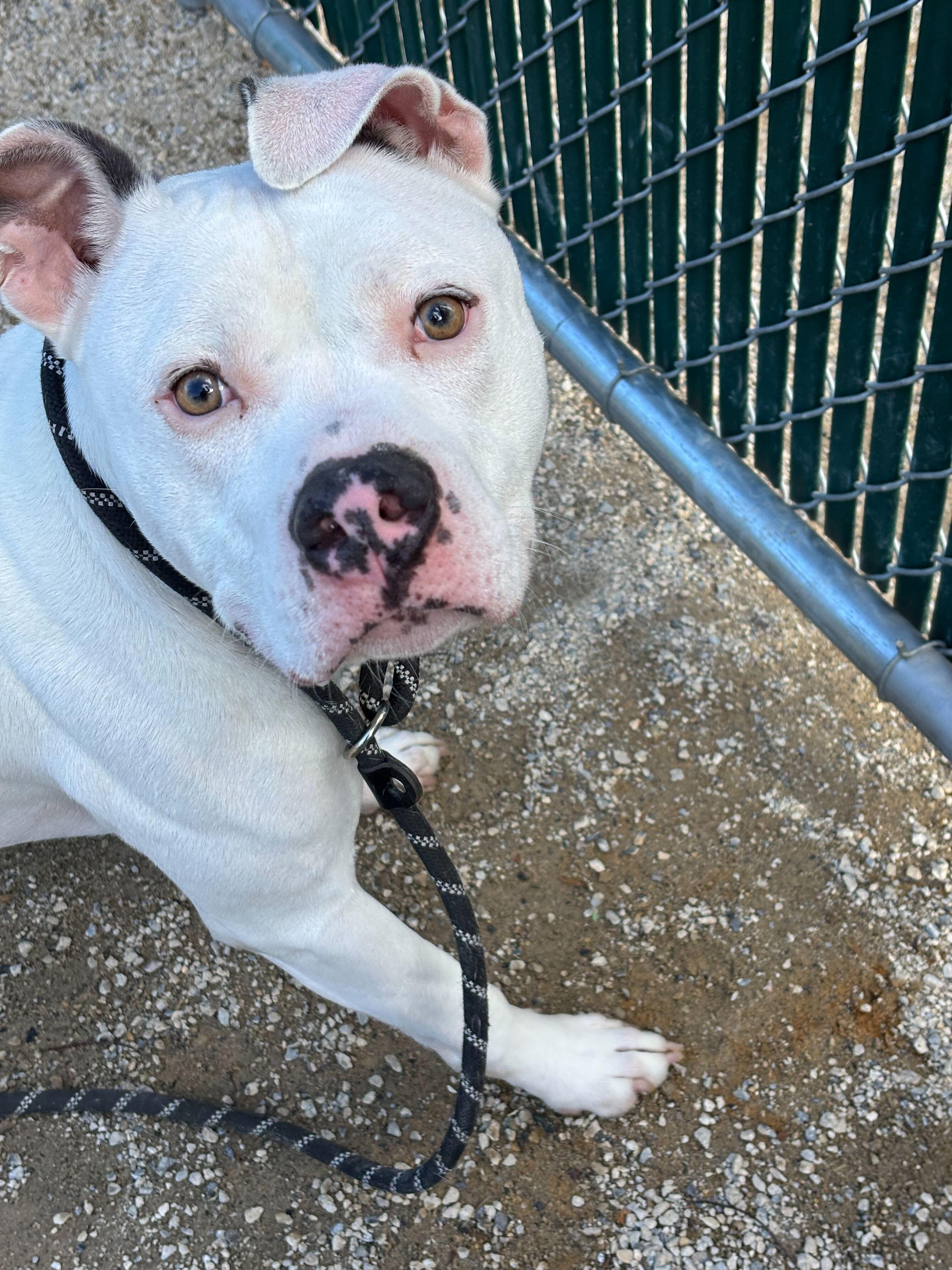 Rojo, a Adoptable mixed breed in Conshohocken, PA image 2/3