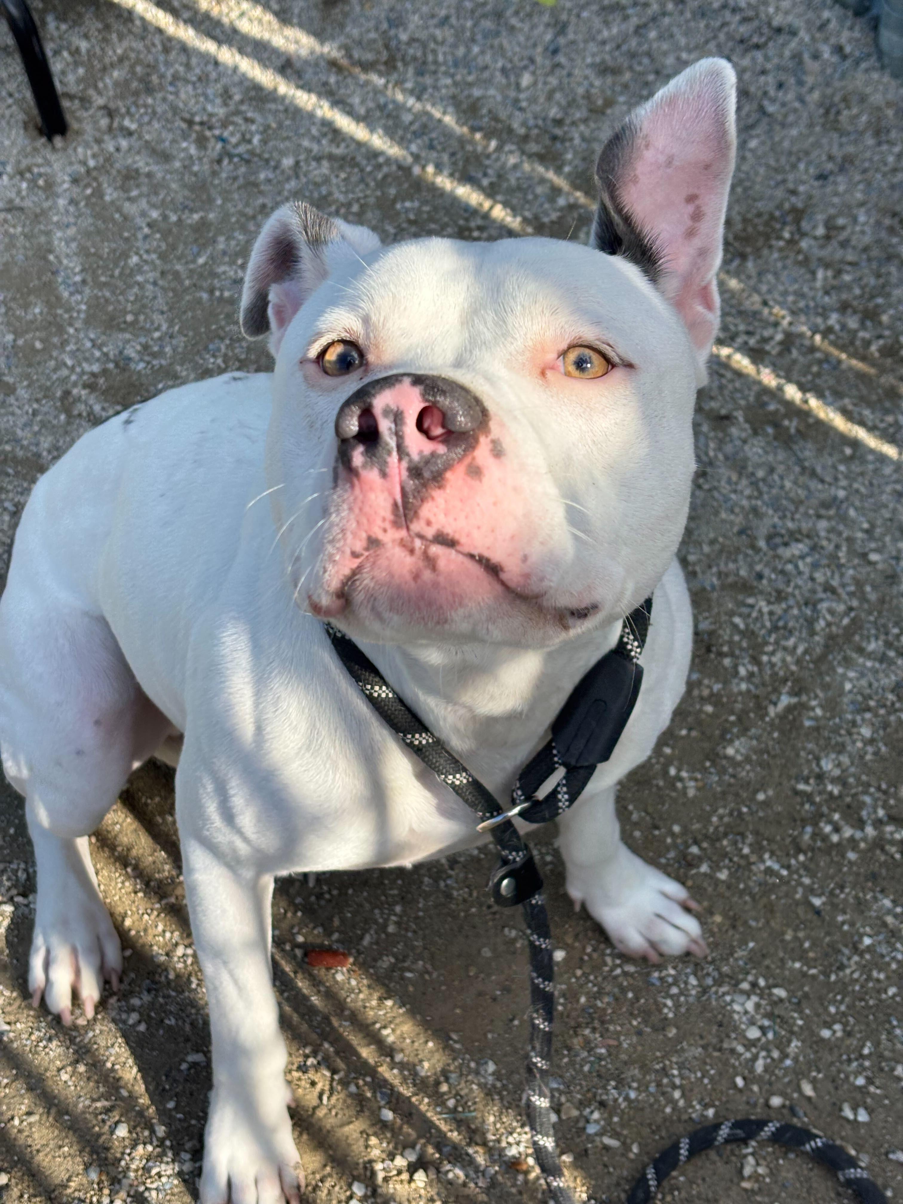 Rojo, a Adoptable mixed breed in Conshohocken, PA image 1/3