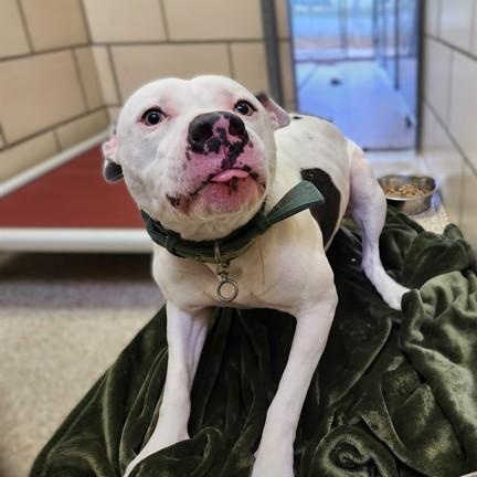 Rojo, a Adoptable mixed breed in Conshohocken, PA image 3/3