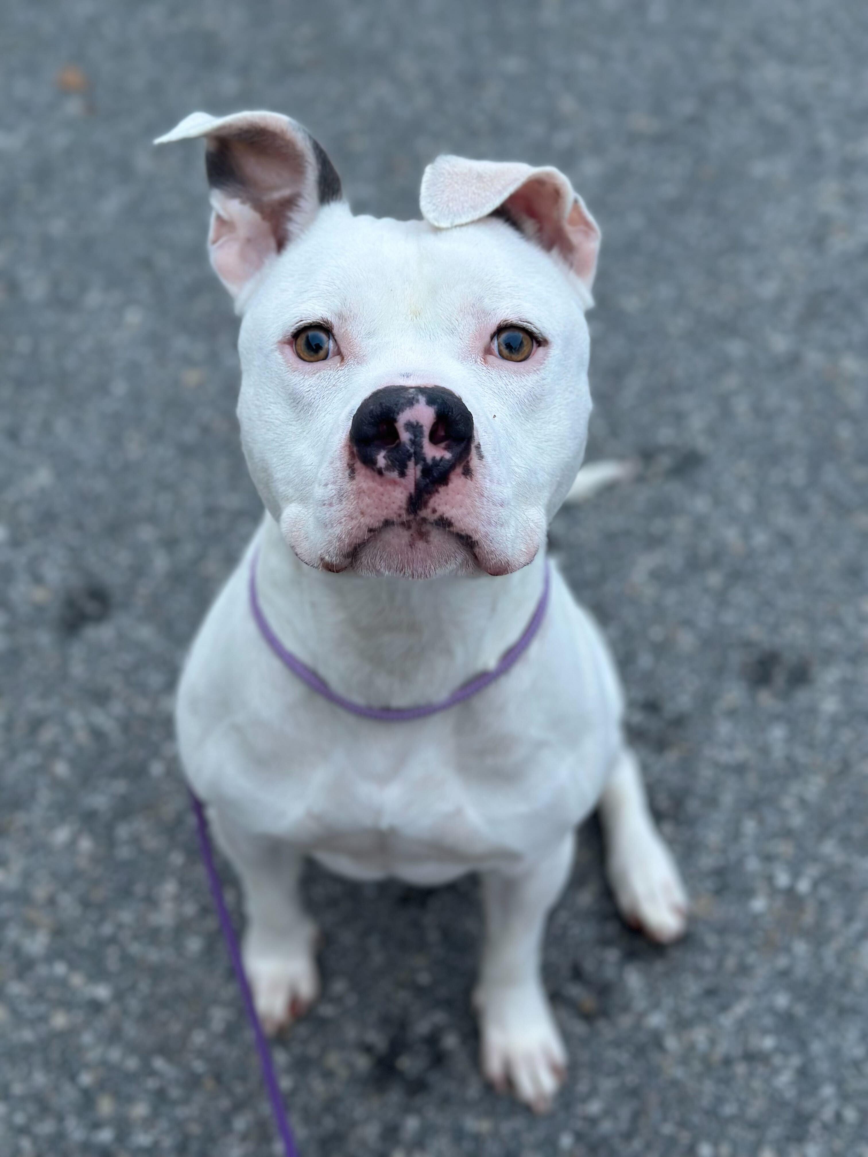 Rojo, Adoptable, Puppy Male Staffordshire Bull Terrier & Rhodesian Ridgeback.