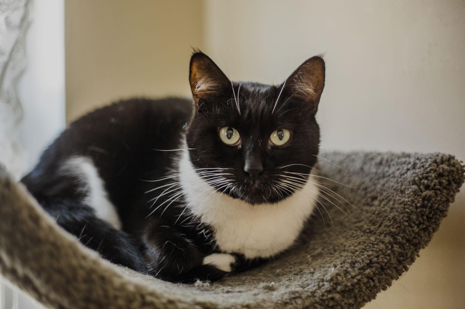 Tara, Adoptable, Adult Female Tuxedo & Domestic Medium Hair.