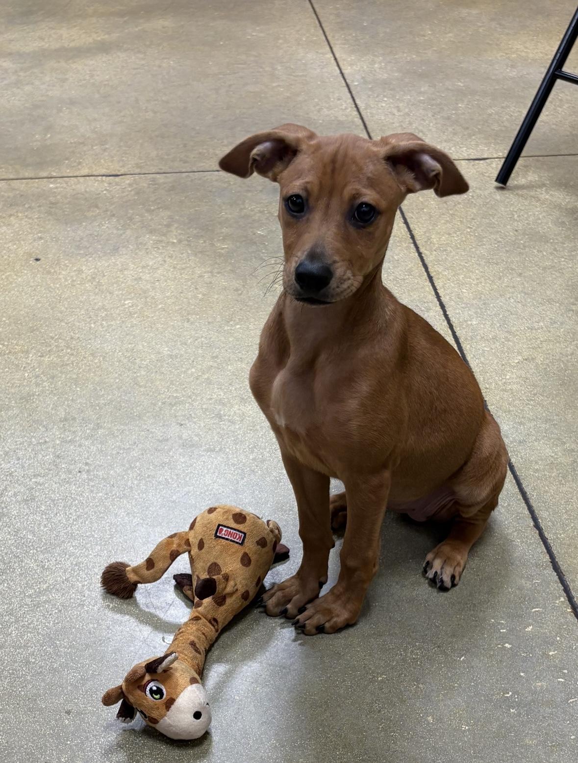 Penny, an adopted Mixed Breed in Palm springs, FL image 3/6