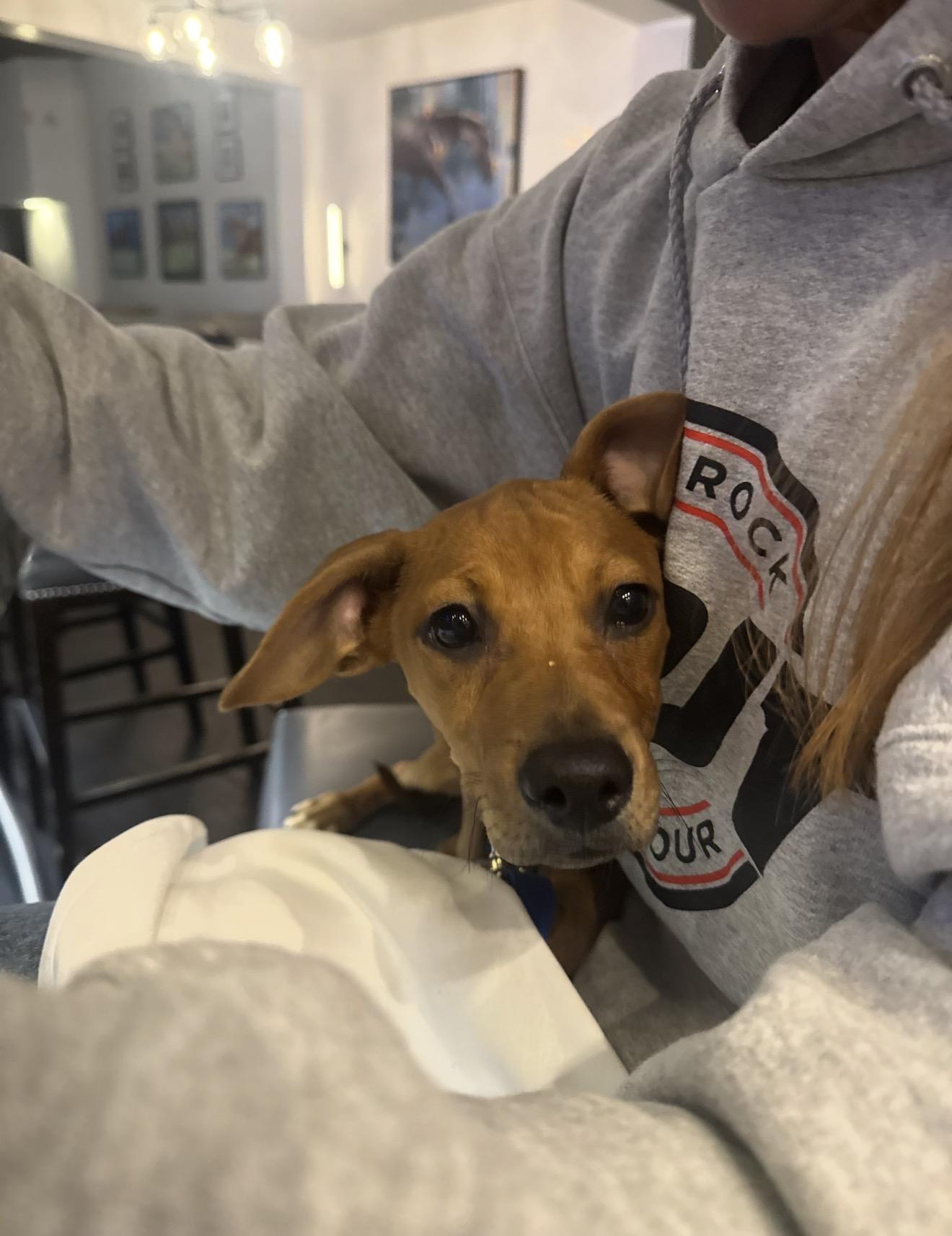 Penny, an adopted Mixed Breed in Palm springs, FL image 4/6
