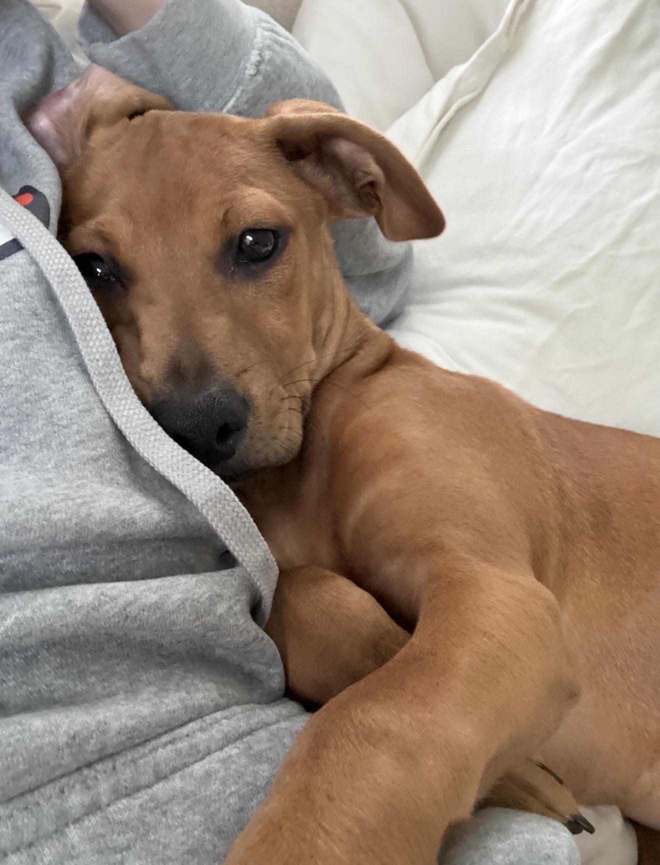 Penny, an adopted Mixed Breed in Palm springs, FL image 6/6