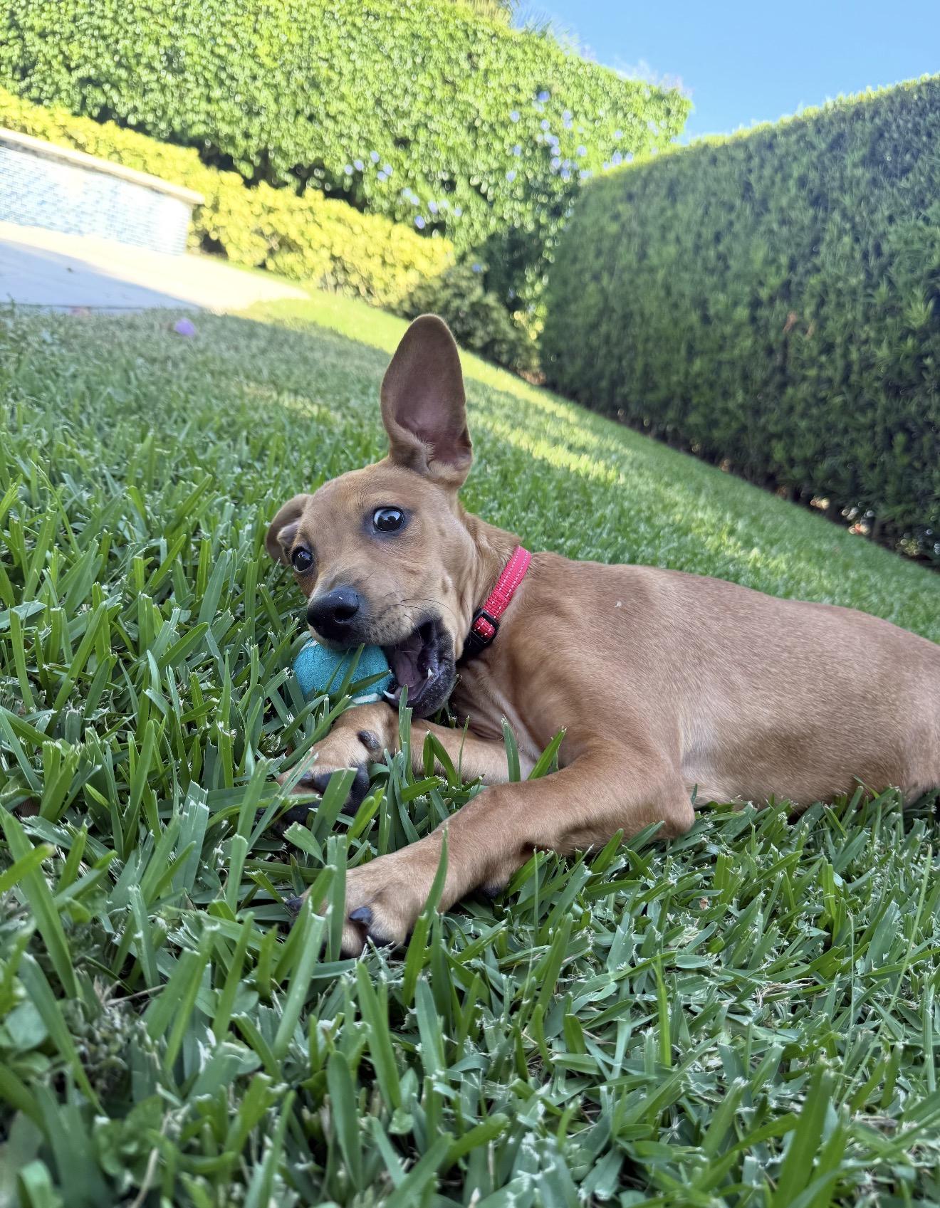 Penny, an adopted Mixed Breed in Palm springs, FL image 1/6
