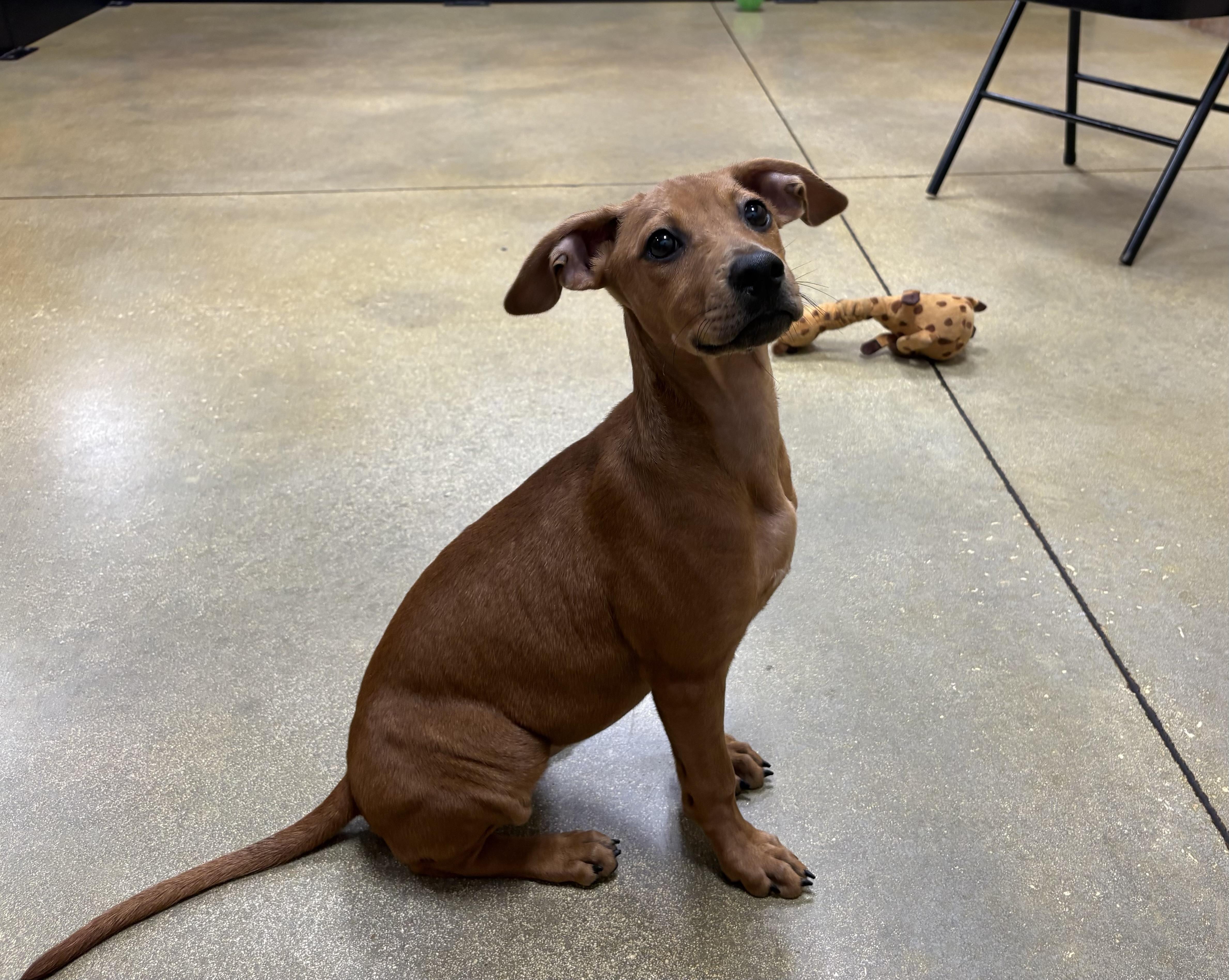 Penny, an adopted Mixed Breed in Palm springs, FL image 2/6