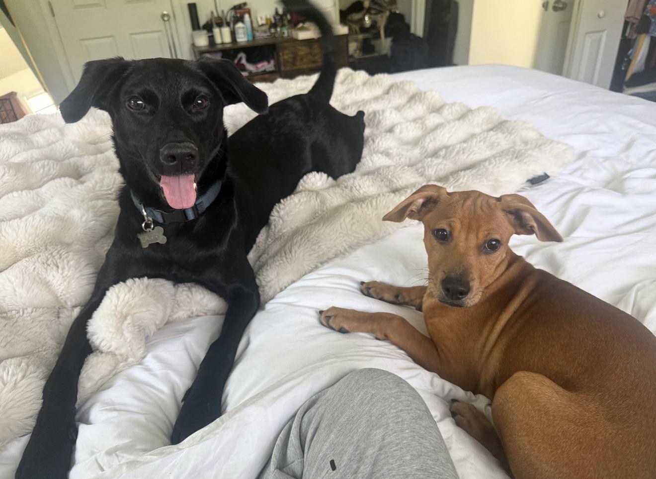Penny, an adopted Mixed Breed in Palm springs, FL image 5/6