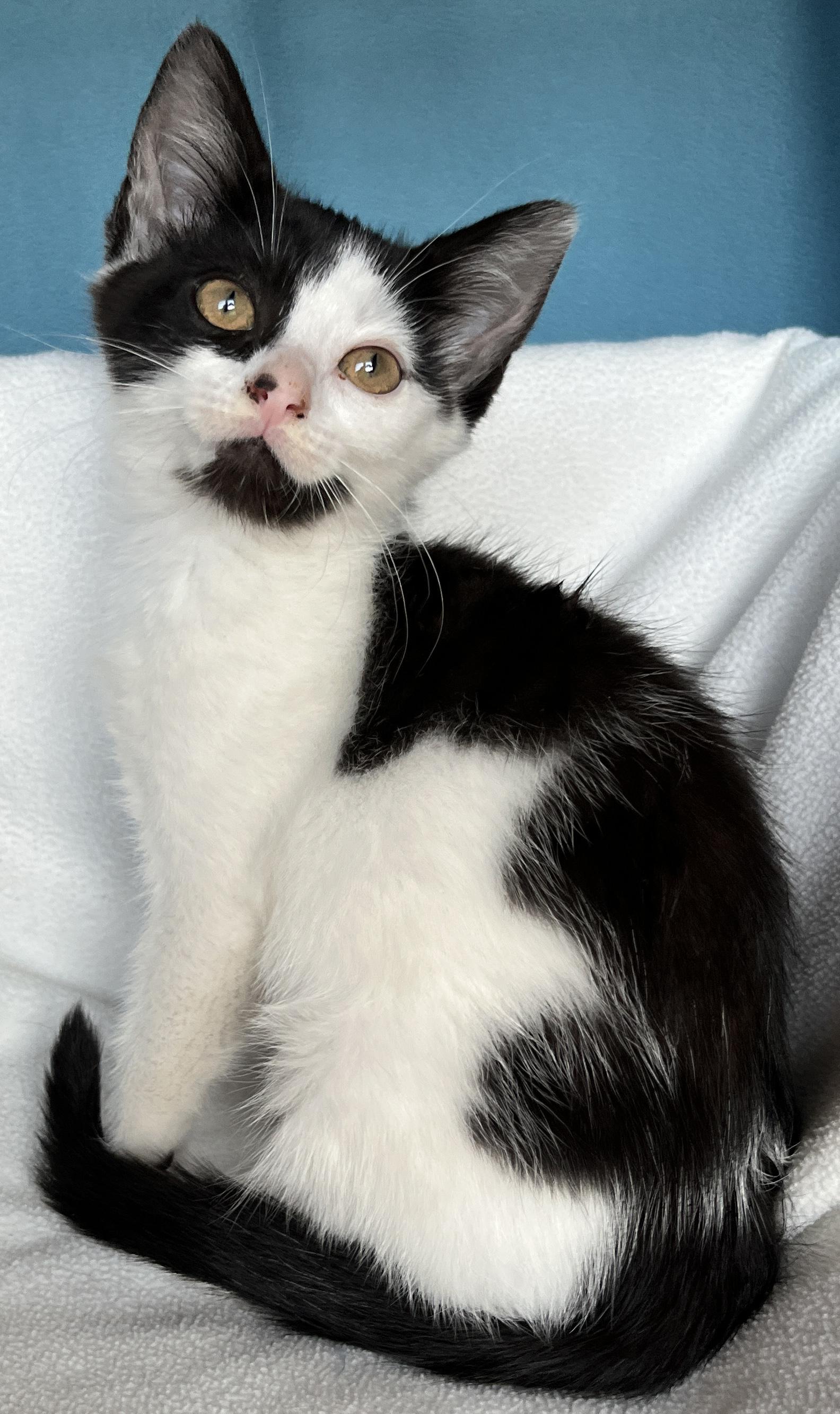 Enlarge Fiona, a Adoptable Domestic Short Hair in Tigard, OR image 2/4