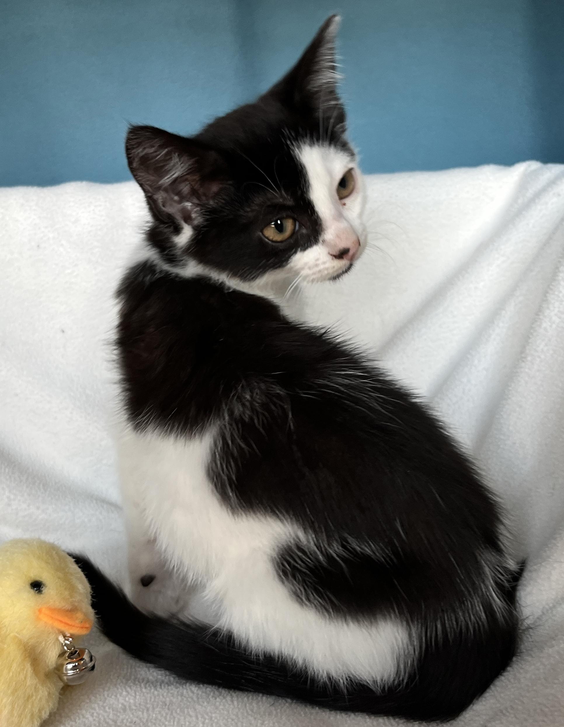 Enlarge Fiona, a Adoptable Domestic Short Hair in Tigard, OR image 3/4