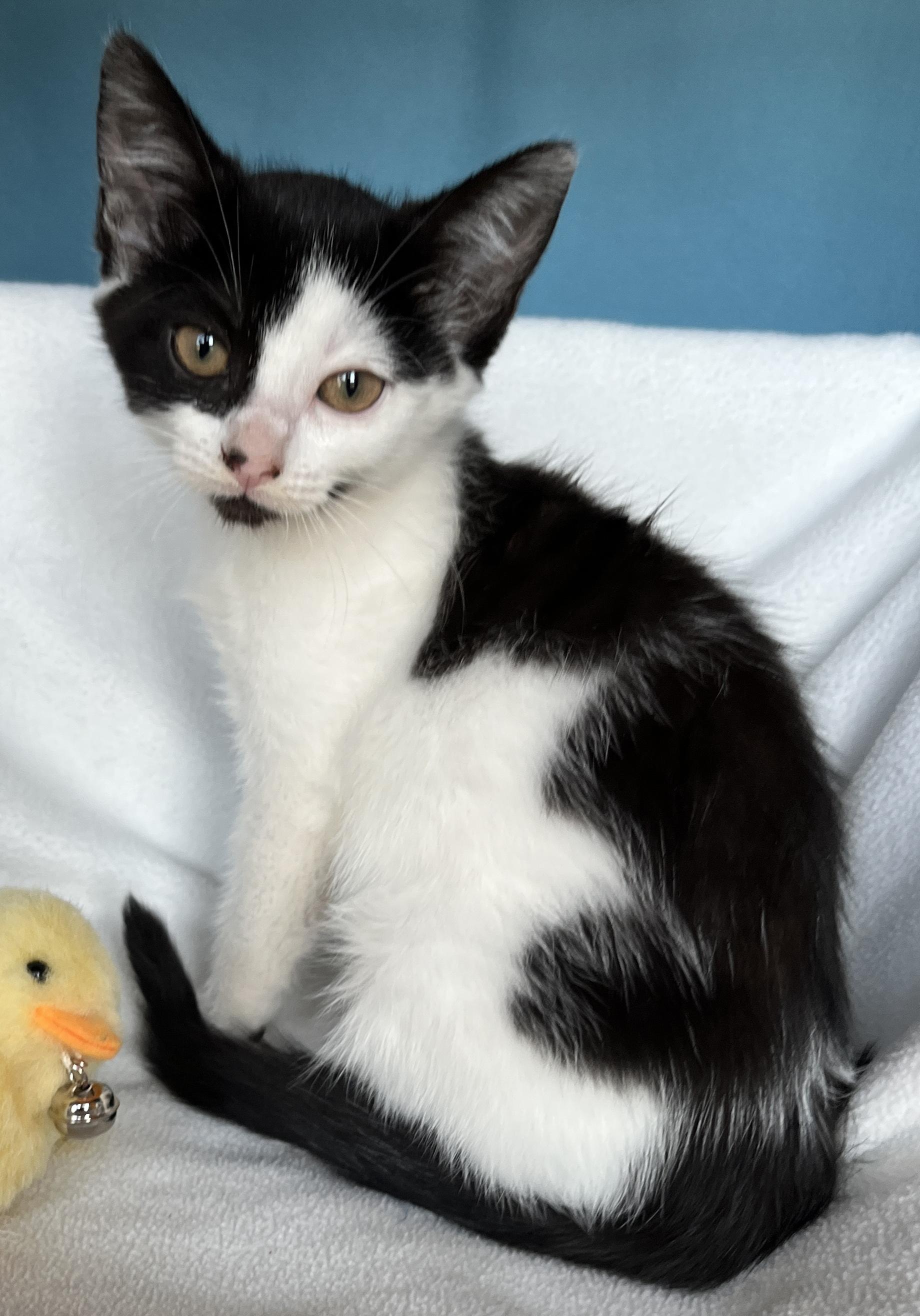 Fiona, Adoptable, Kitten Female Domestic Short Hair.