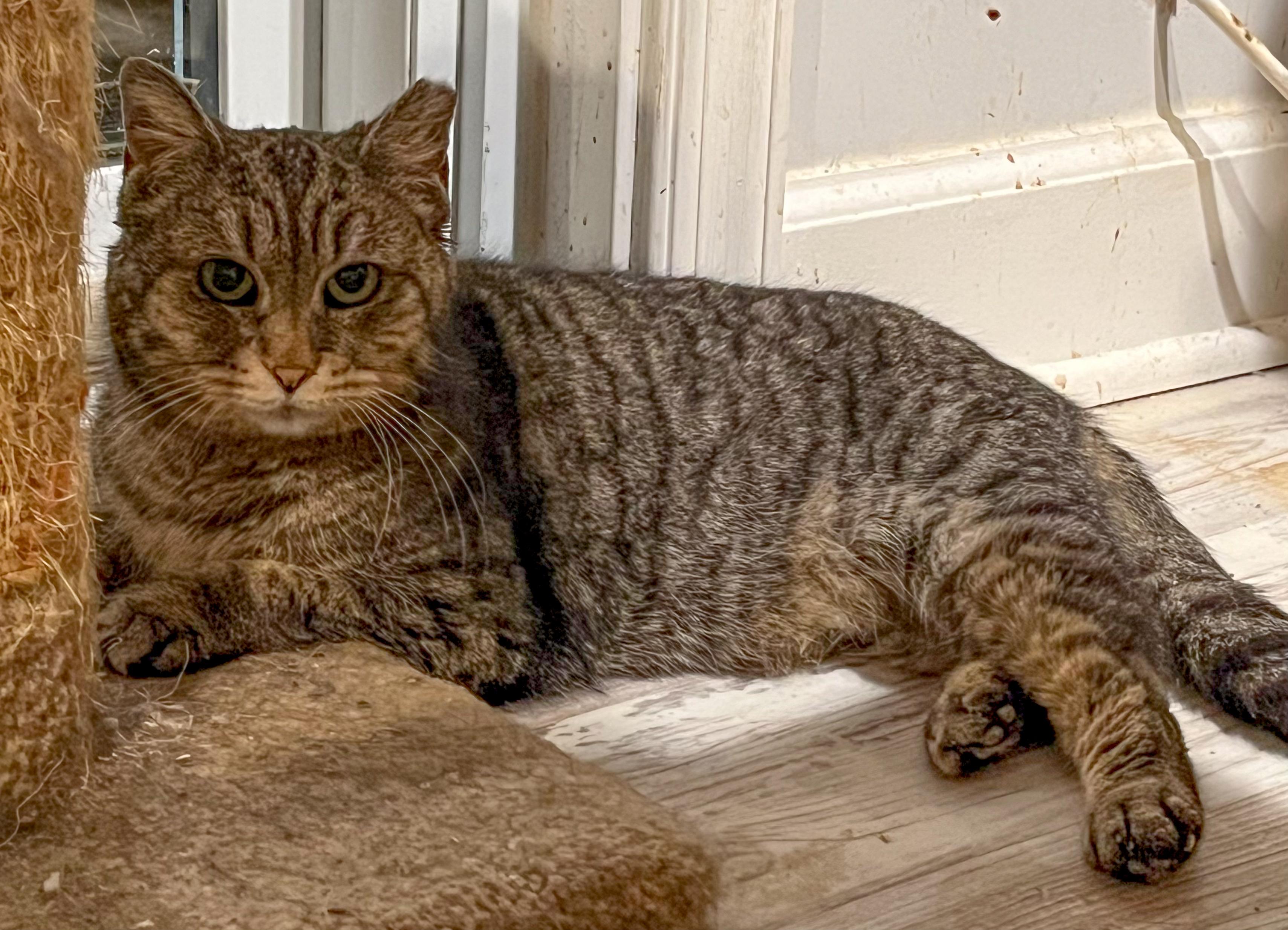 Enlarge Dani, a Adoptable Domestic Short Hair in Alexandria, VA image 2/3