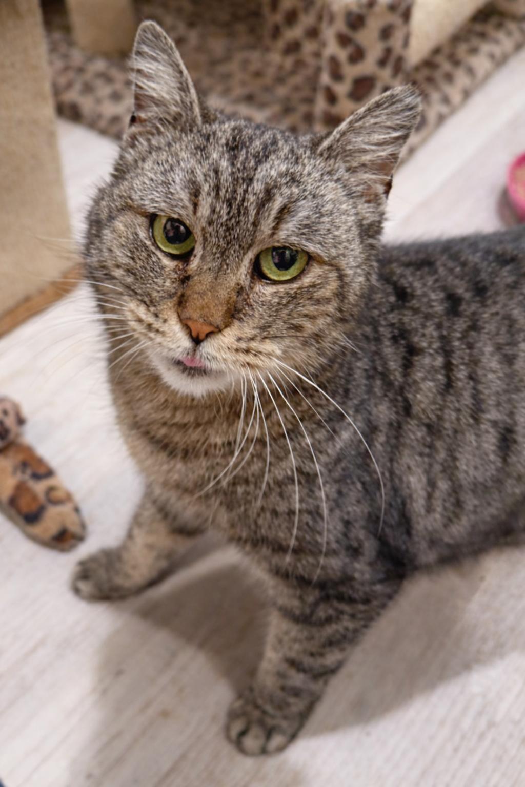 Enlarge Dani, a Adoptable Domestic Short Hair in Alexandria, VA image 3/3