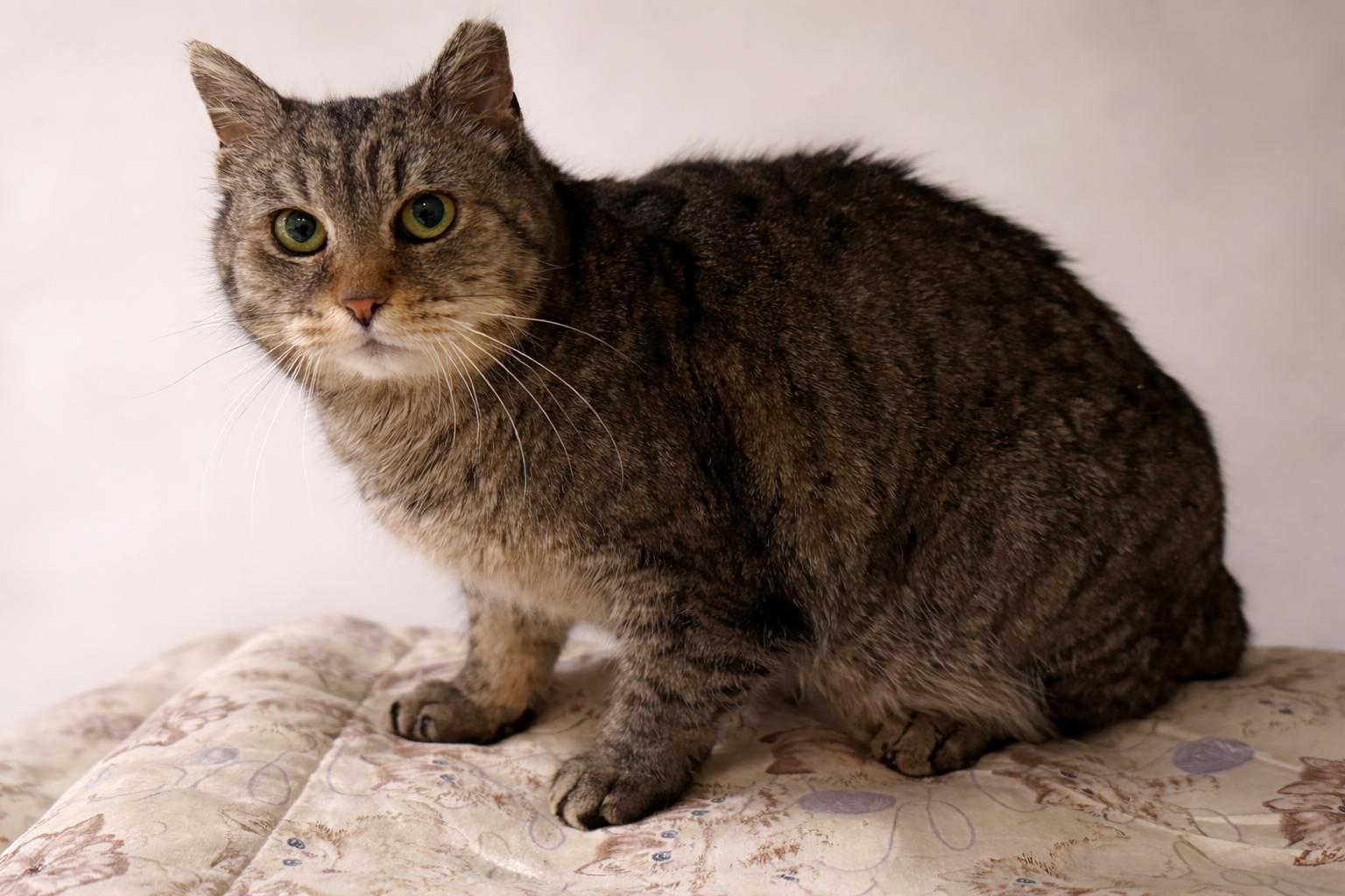 Enlarge Dani, a Adoptable Domestic Short Hair in Alexandria, VA image 2/2