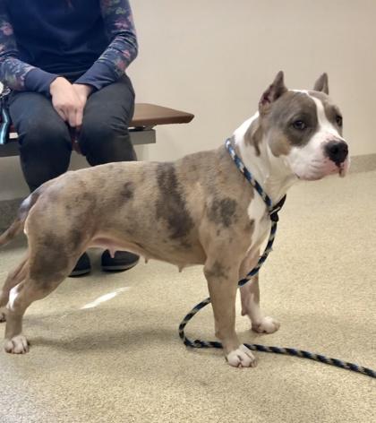 Enlarge Prada, a Adoptable mixed breed in Mount Holly, NJ image 1/3