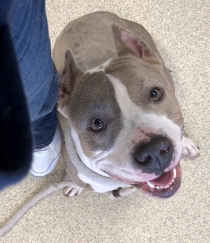 Enlarge Prada, a Adoptable mixed breed in Mount Holly, NJ image 3/3