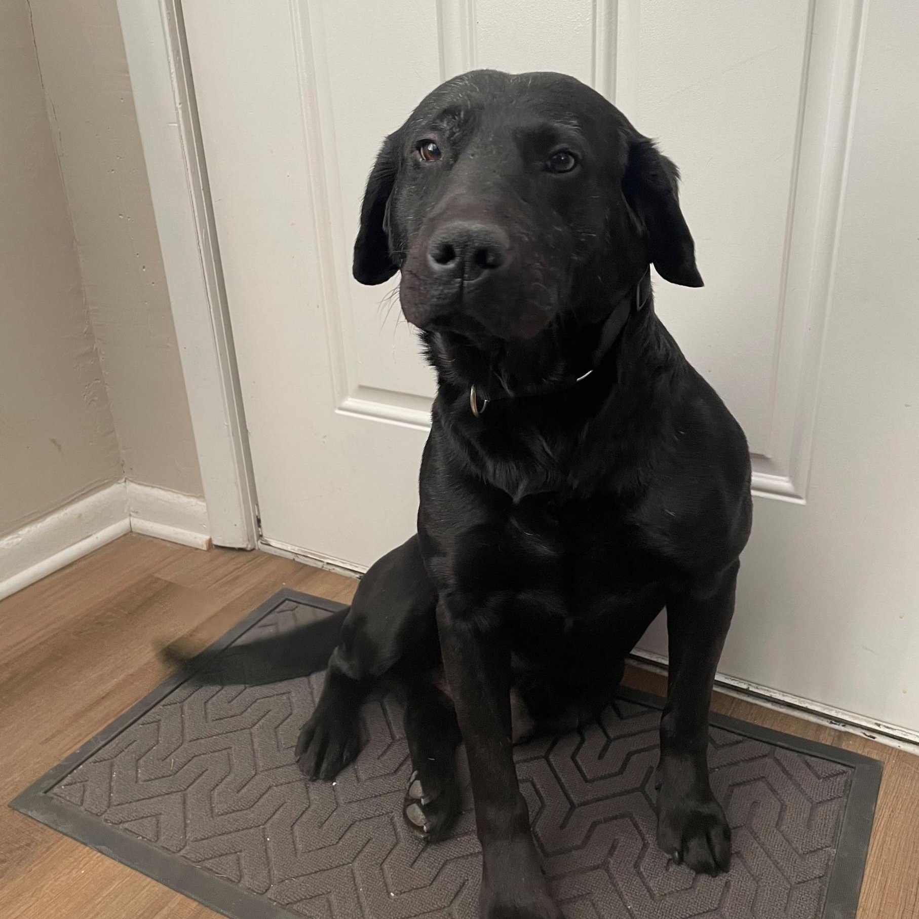 Enlarge Blaze, an adopted mixed breed in Indianapolis, IN image 2/5