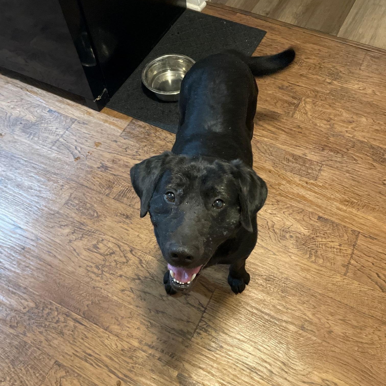 Enlarge Blaze, an adopted mixed breed in Indianapolis, IN image 1/5