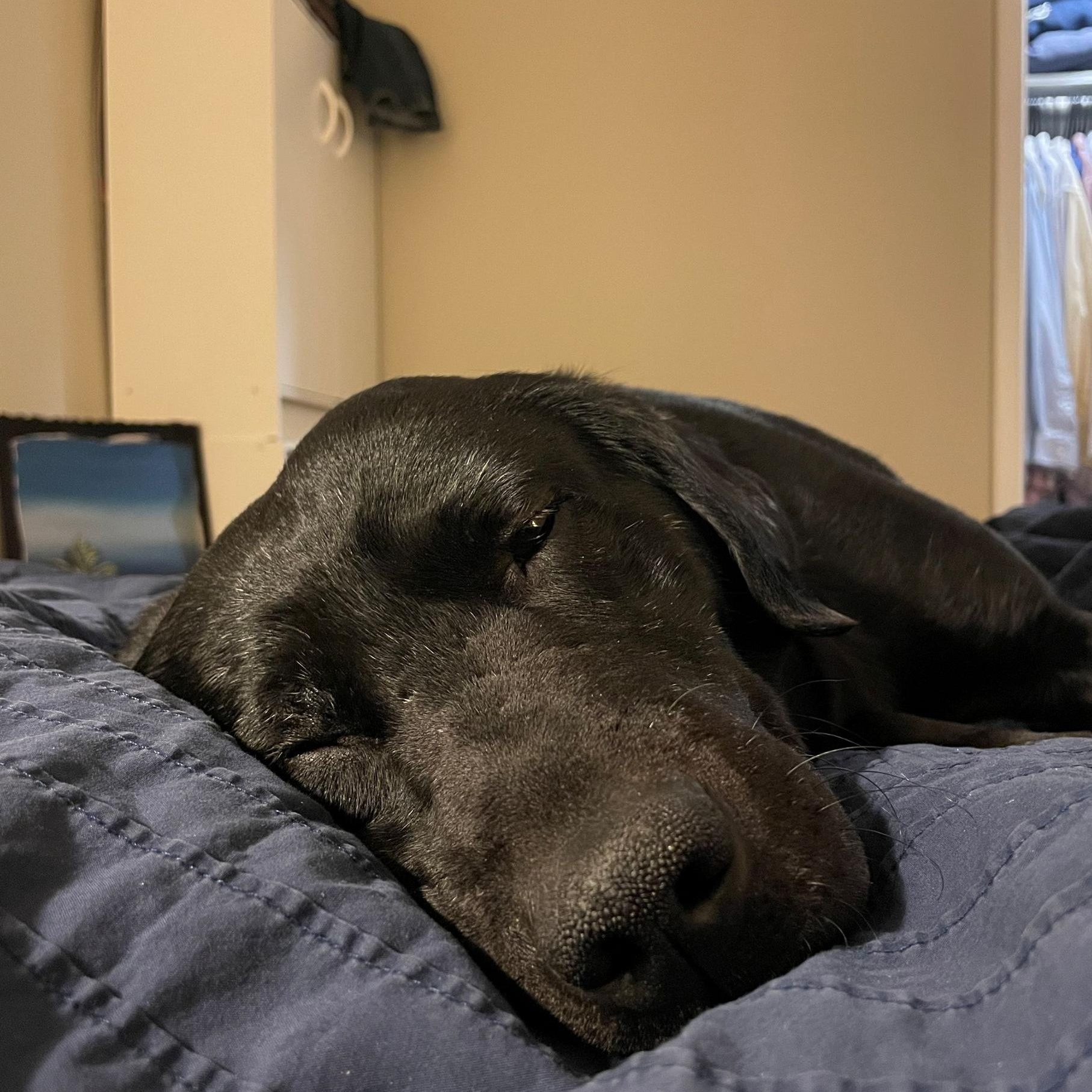 Enlarge Blaze, an adopted mixed breed in Indianapolis, IN image 5/5