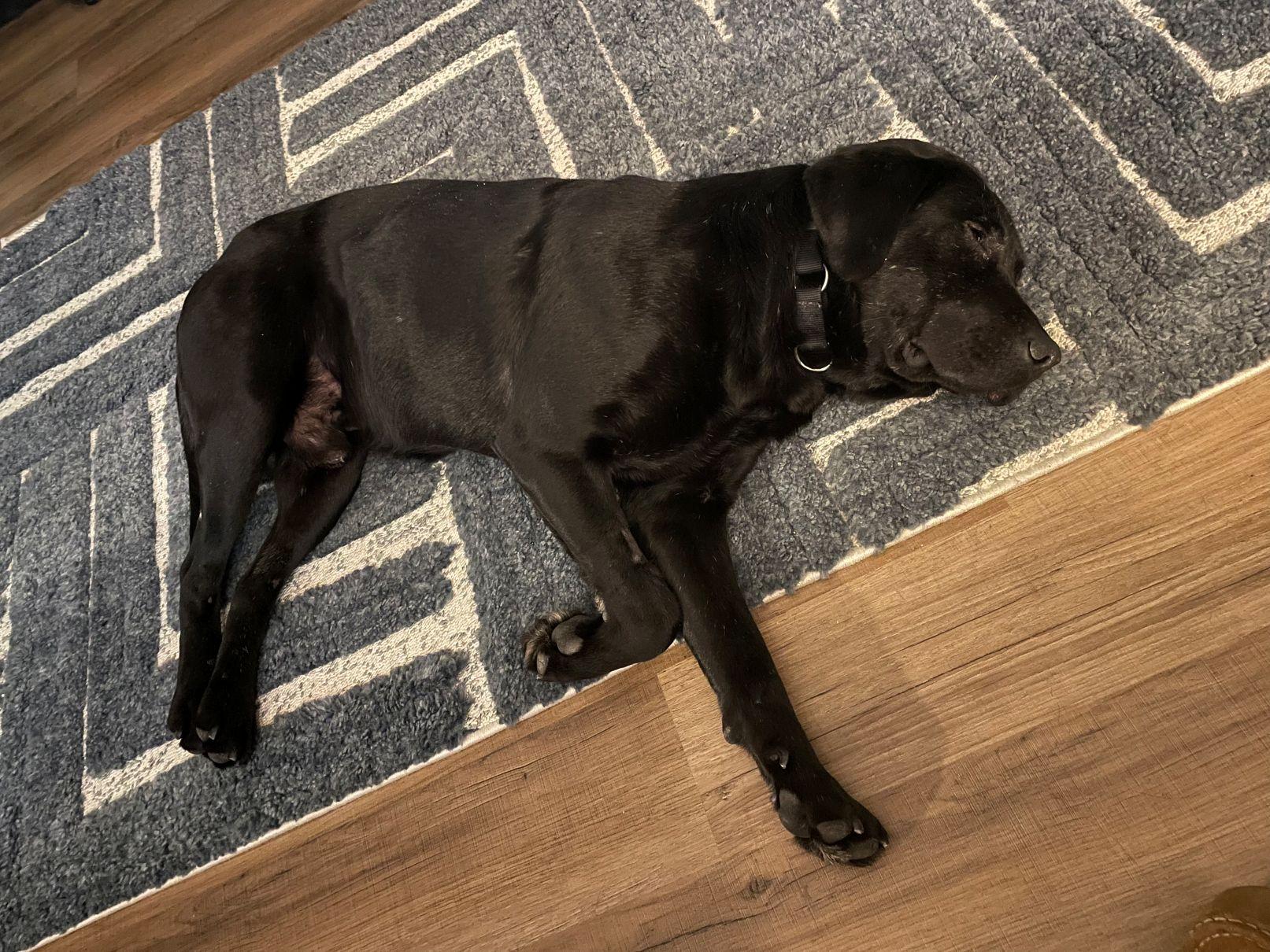 Enlarge Blaze, an adopted mixed breed in Indianapolis, IN image 4/5