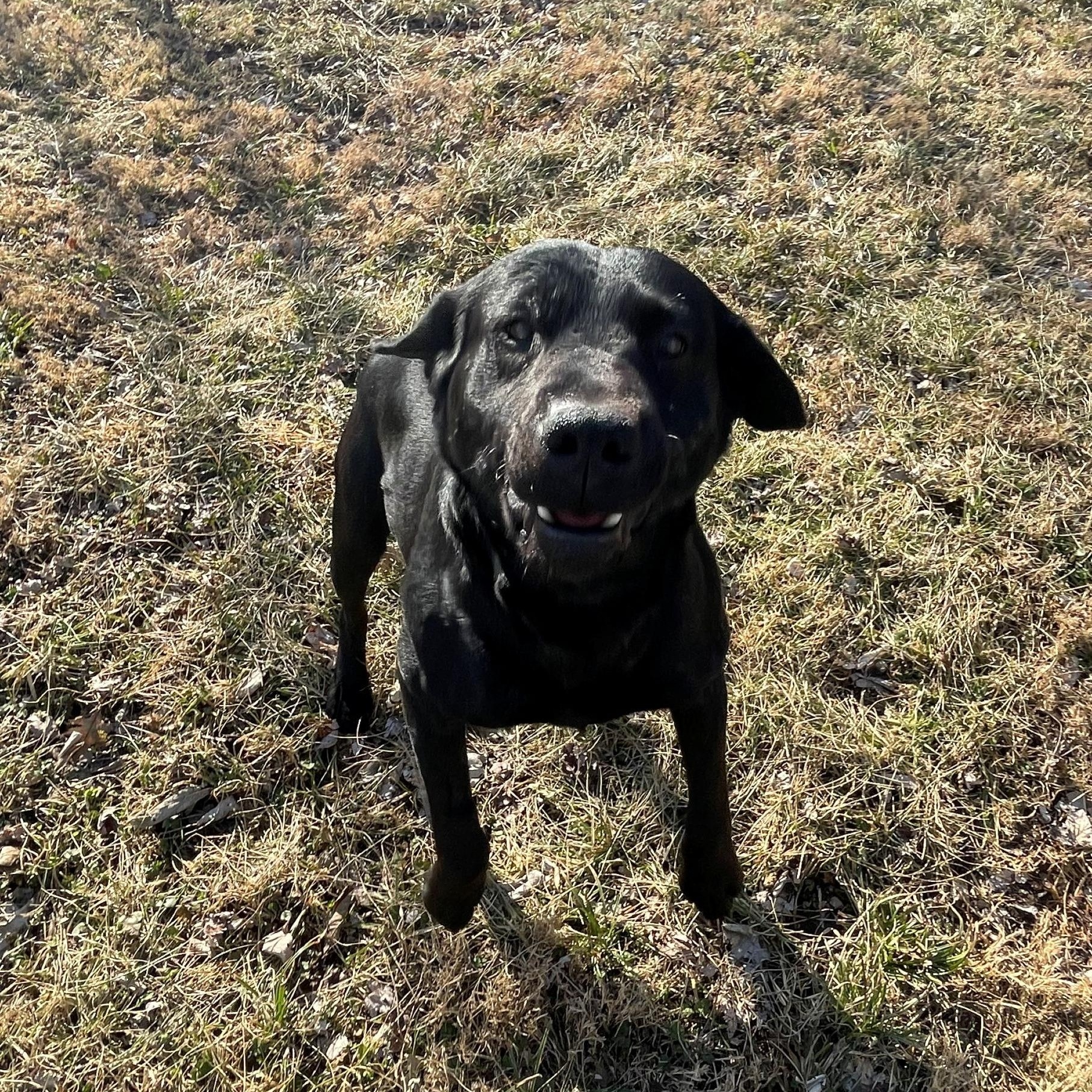 Enlarge Blaze, an adopted mixed breed in Indianapolis, IN image 3/5