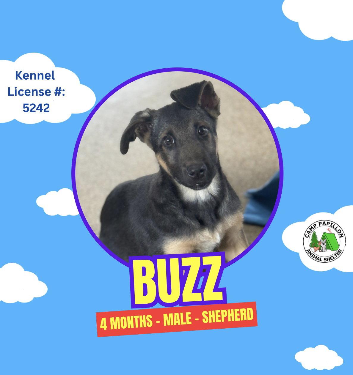 Enlarge Buzz, a Adopted German Shepherd Dog in Stroudsburg, PA image 1/1