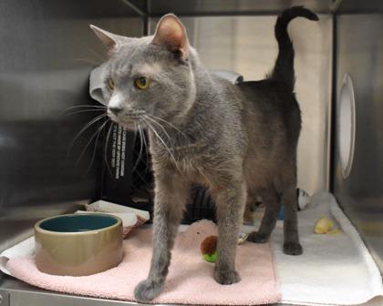 Enlarge Turkey Leg, a Adoptable Domestic Short Hair in West Seneca, NY image 1/3