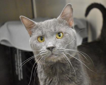 Enlarge Turkey Leg, a Adoptable Domestic Short Hair in West Seneca, NY image 2/3