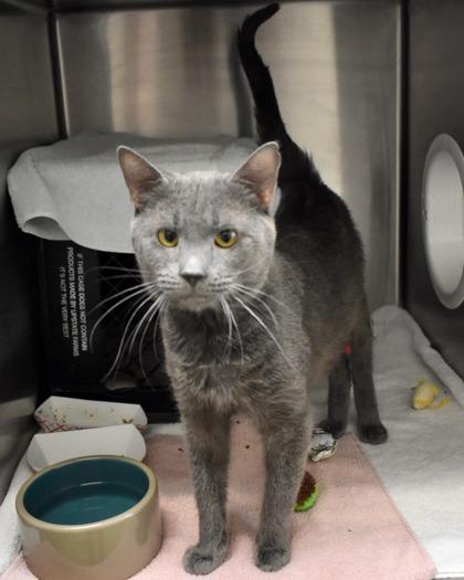 Enlarge Turkey Leg, a Adoptable Domestic Short Hair in West Seneca, NY image 3/3