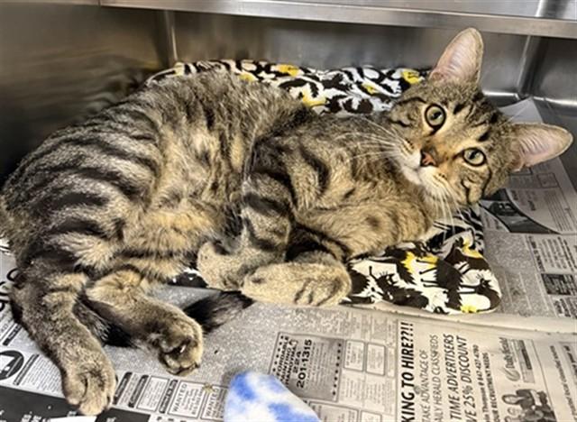 Enlarge BURGUNDY, a Adoptable Domestic Short Hair in Aurora, IL image 1/1