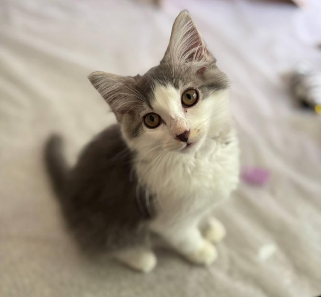 Gus Gus - courtesy post