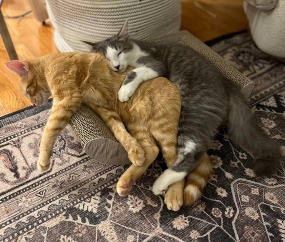 Gus Gus - courtesy post