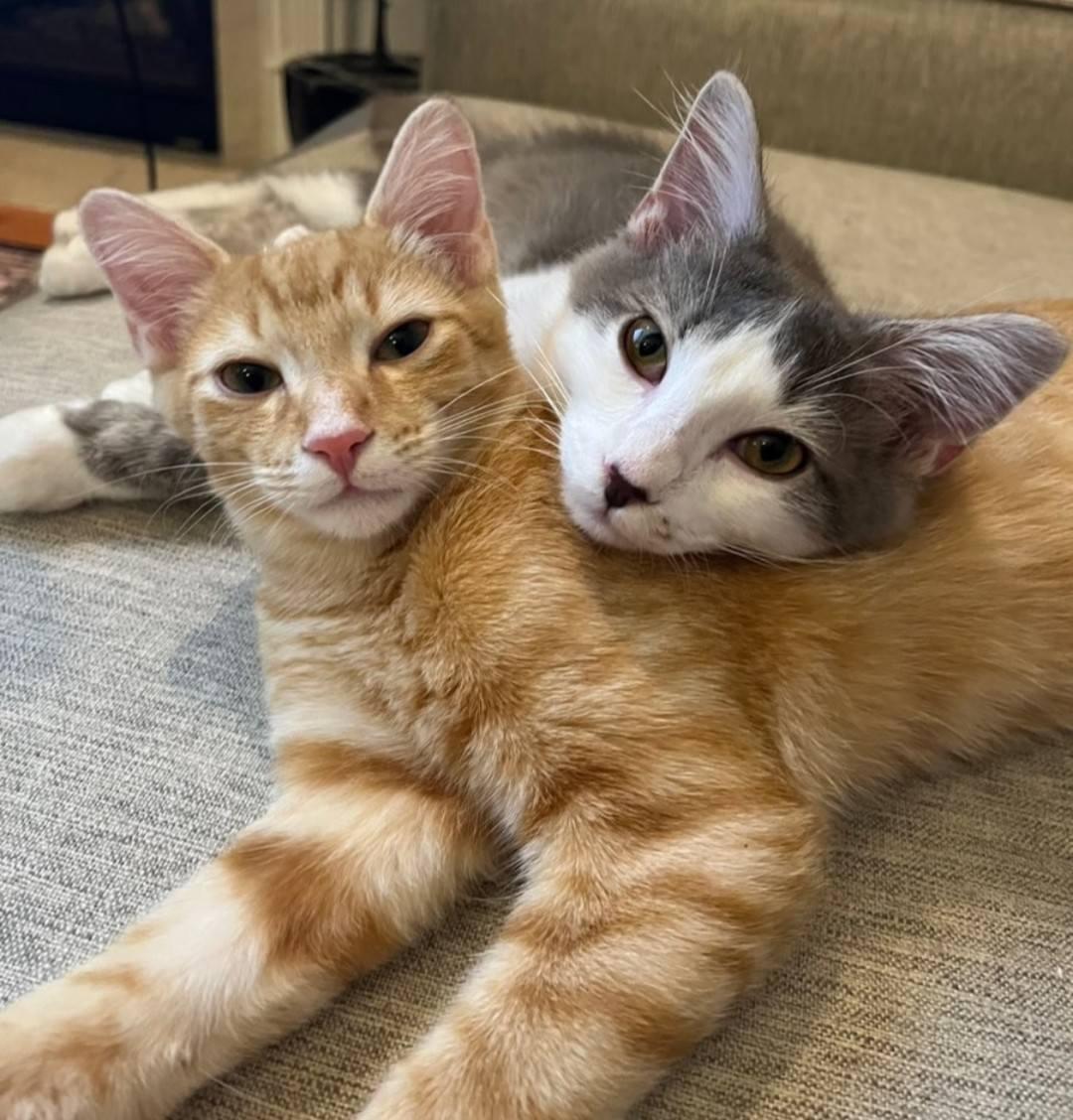 Gus Gus - courtesy post