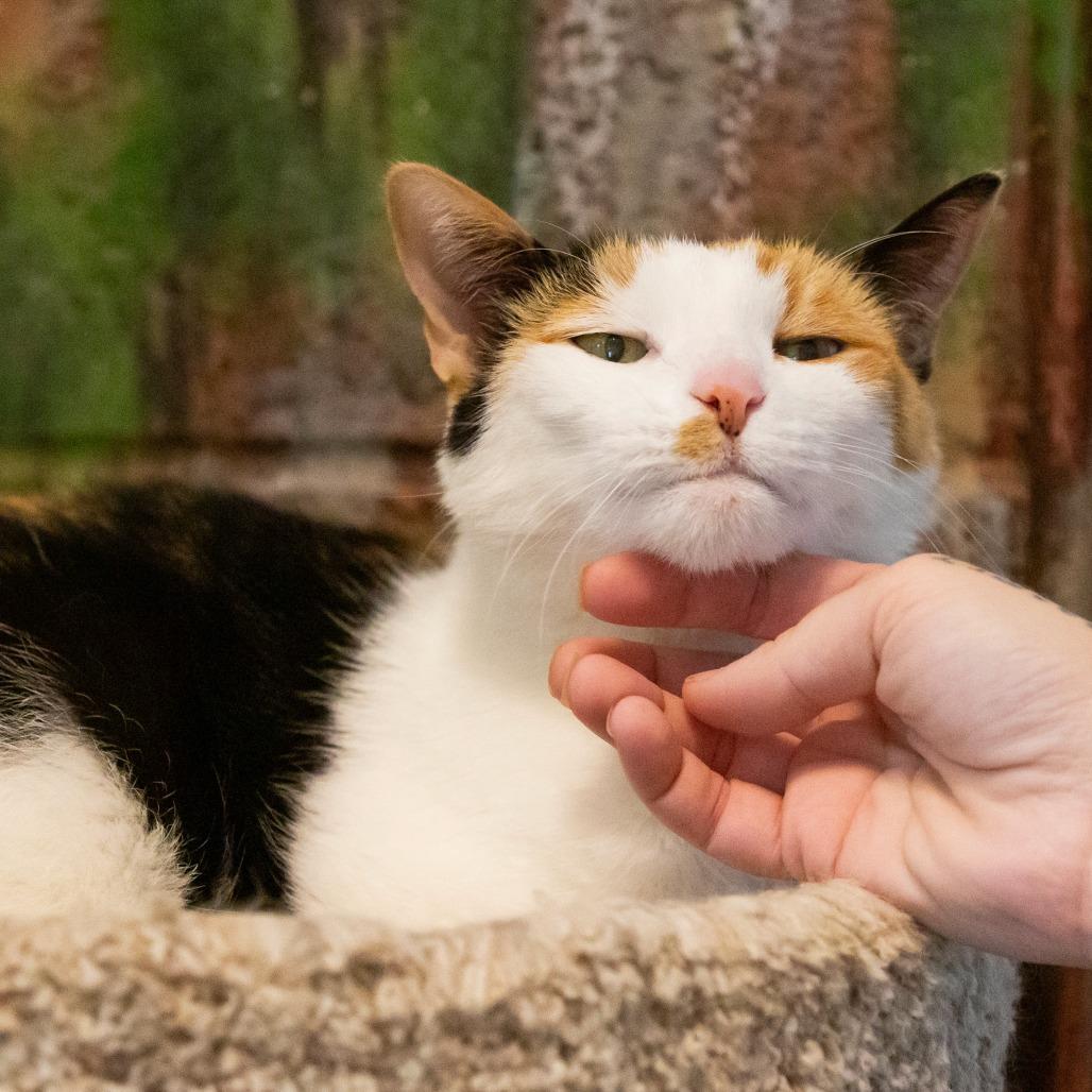 Camille, Adoptable, Senior Female Domestic Short Hair.