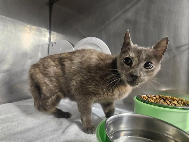 FRIDA, Adoptable, Young Female Domestic Short Hair.
