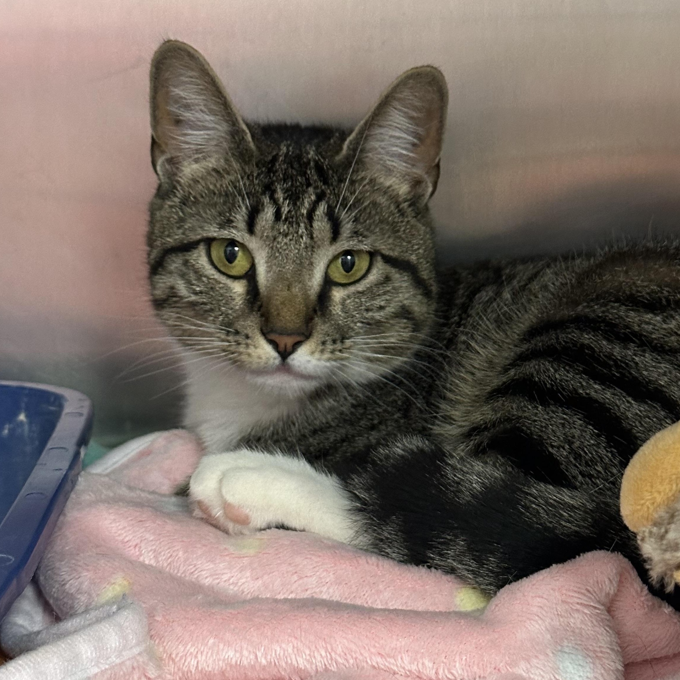 Enlarge Princess , a ADOPTABLE Domestic Short Hair in Clifton, NJ image 1/6