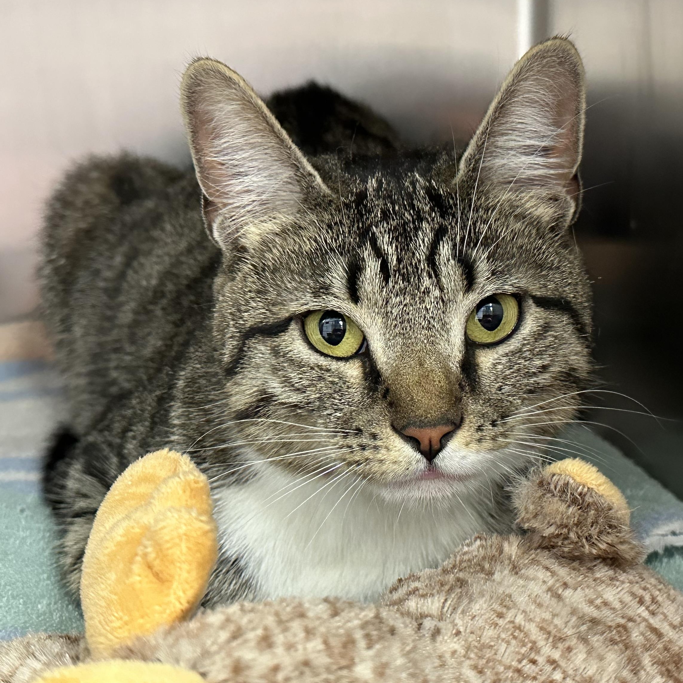 Enlarge Princess , a ADOPTABLE Domestic Short Hair in Clifton, NJ image 2/6