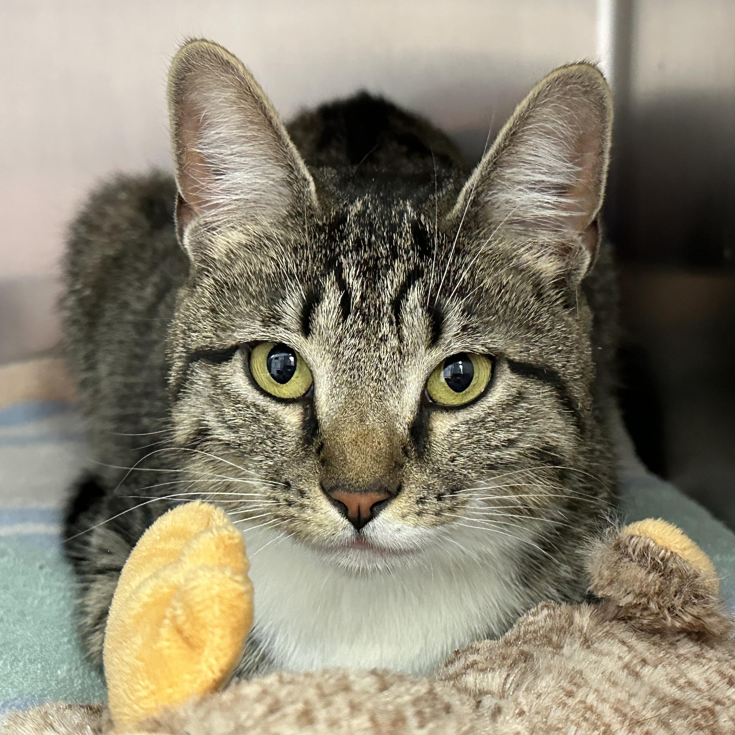 Enlarge Princess , a ADOPTABLE Domestic Short Hair in Clifton, NJ image 5/6