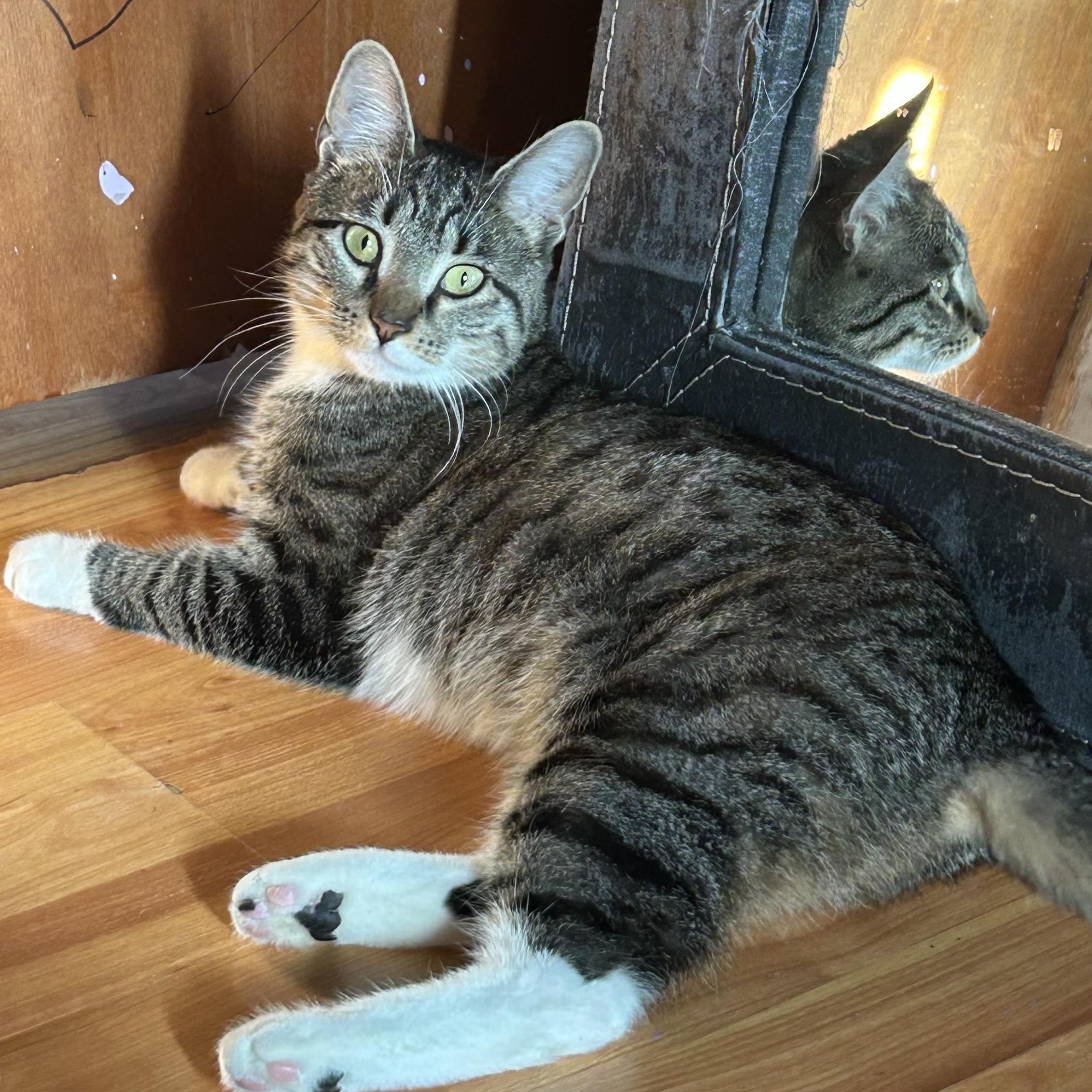 Princess Coming In , a ADOPTABLE Domestic Short Hair in Clifton, NJ image 1/2