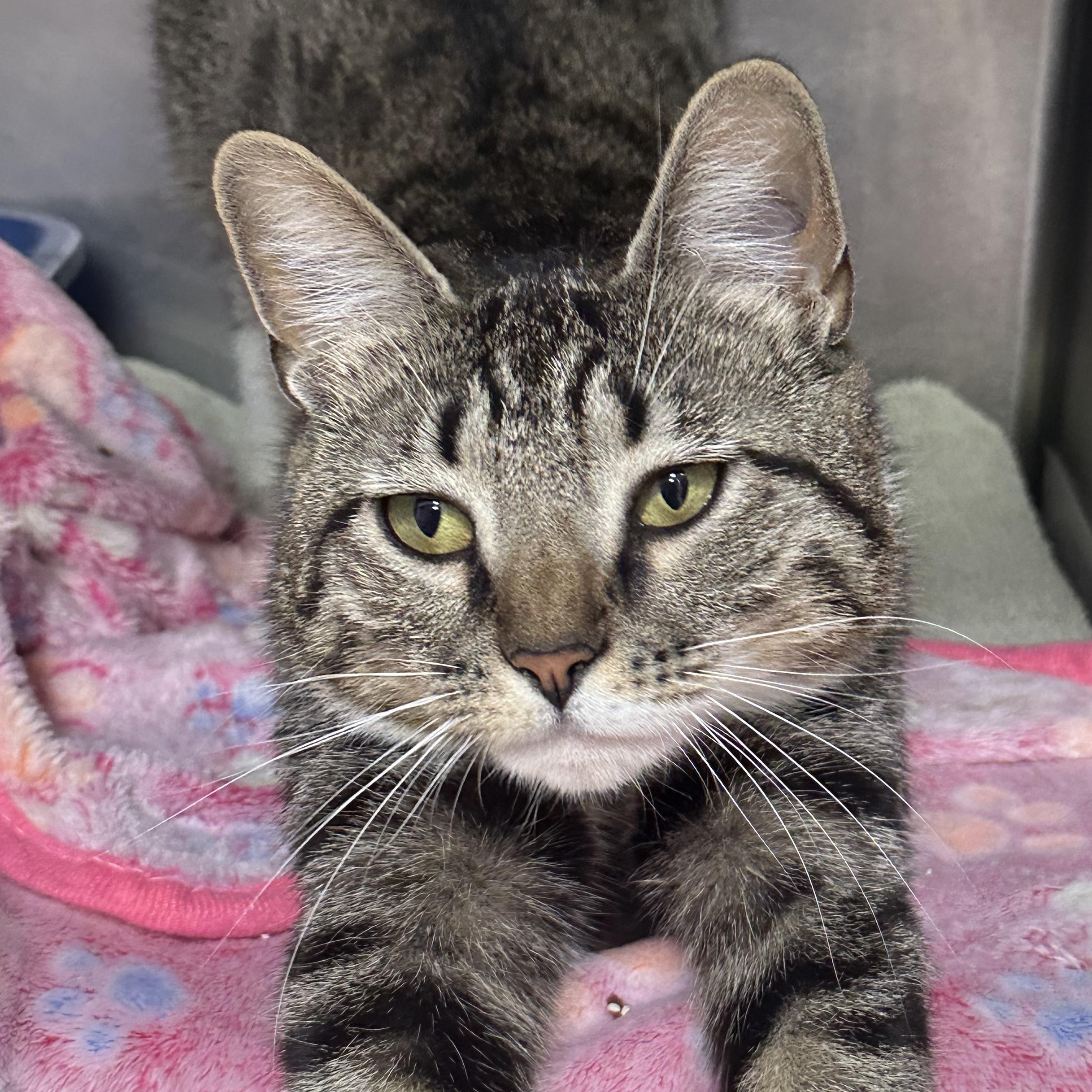 Enlarge Princess , a ADOPTABLE Domestic Short Hair in Clifton, NJ image 3/6