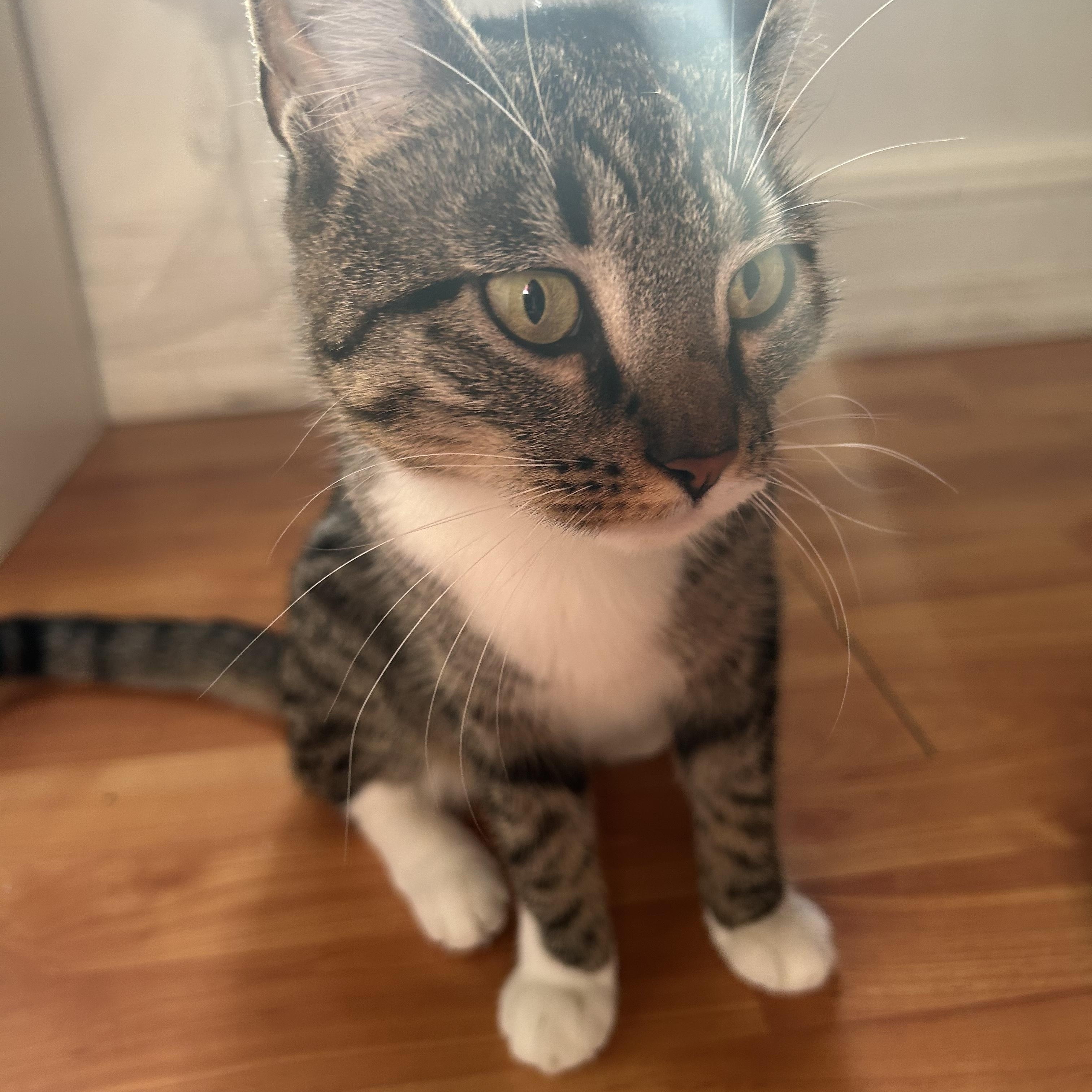 Princess Coming In , a ADOPTABLE Domestic Short Hair in Clifton, NJ image 2/2