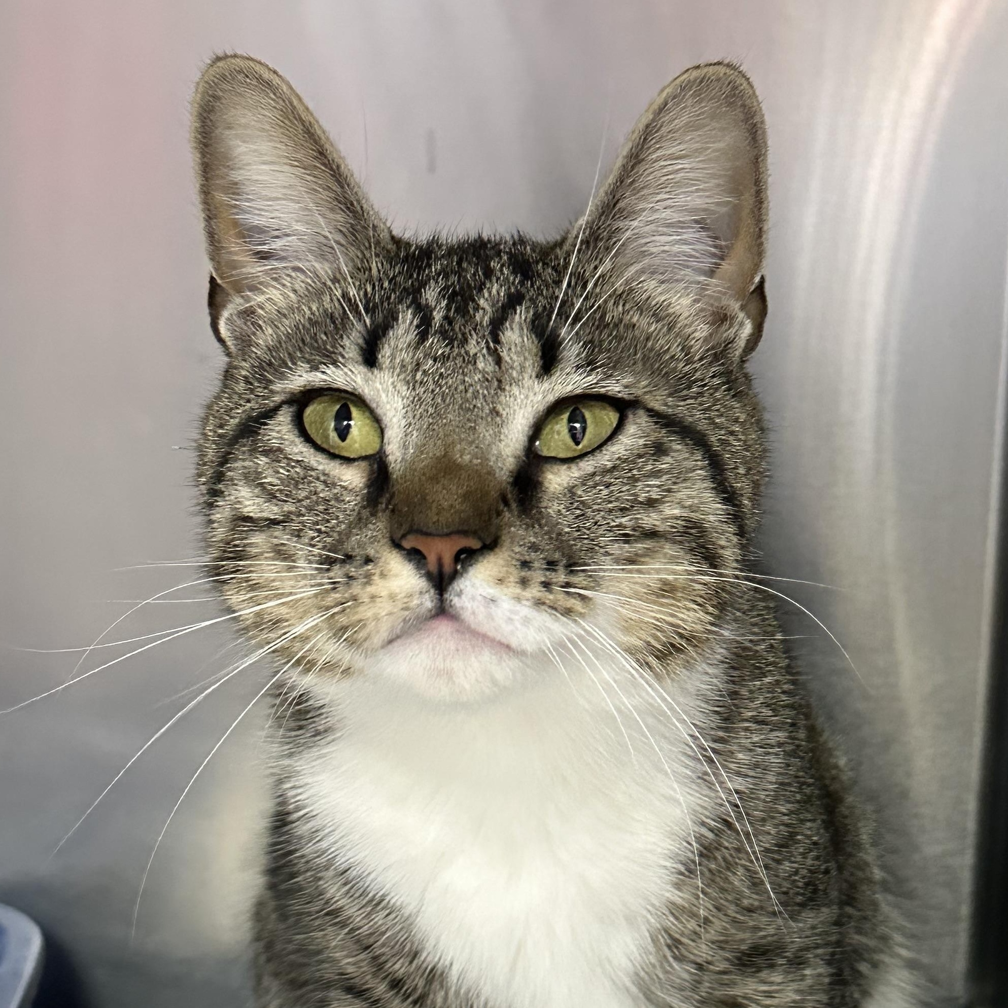 Enlarge Princess , a ADOPTABLE Domestic Short Hair in Clifton, NJ image 6/6