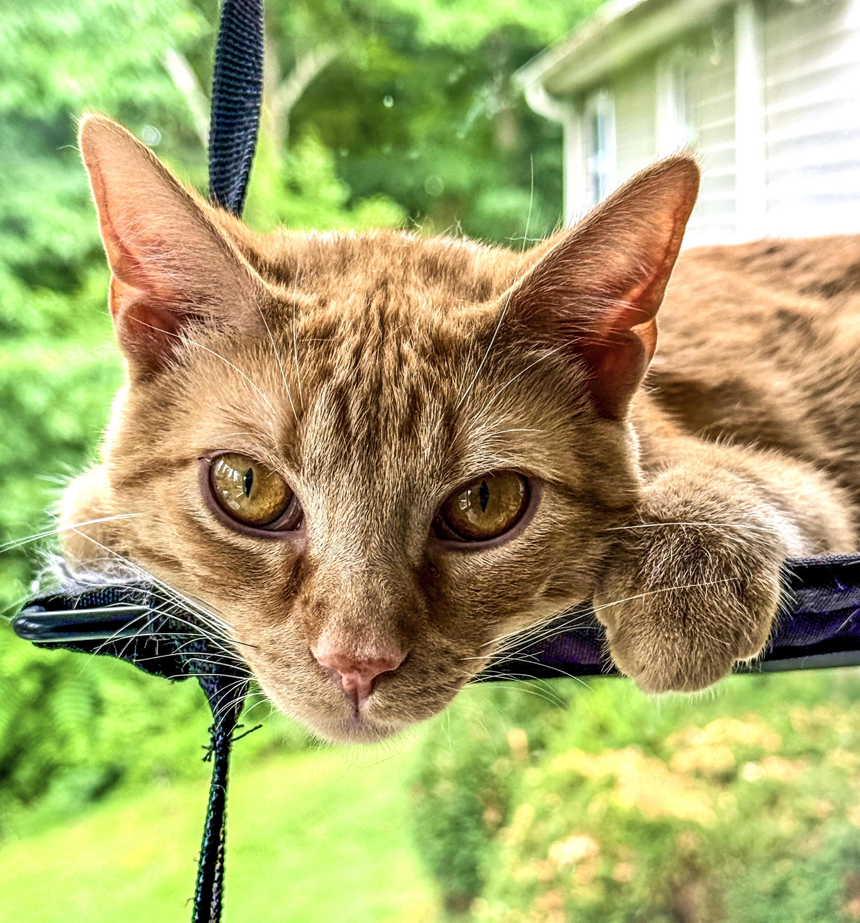 Sunny, Adoptable, Kitten Male Domestic Short Hair.