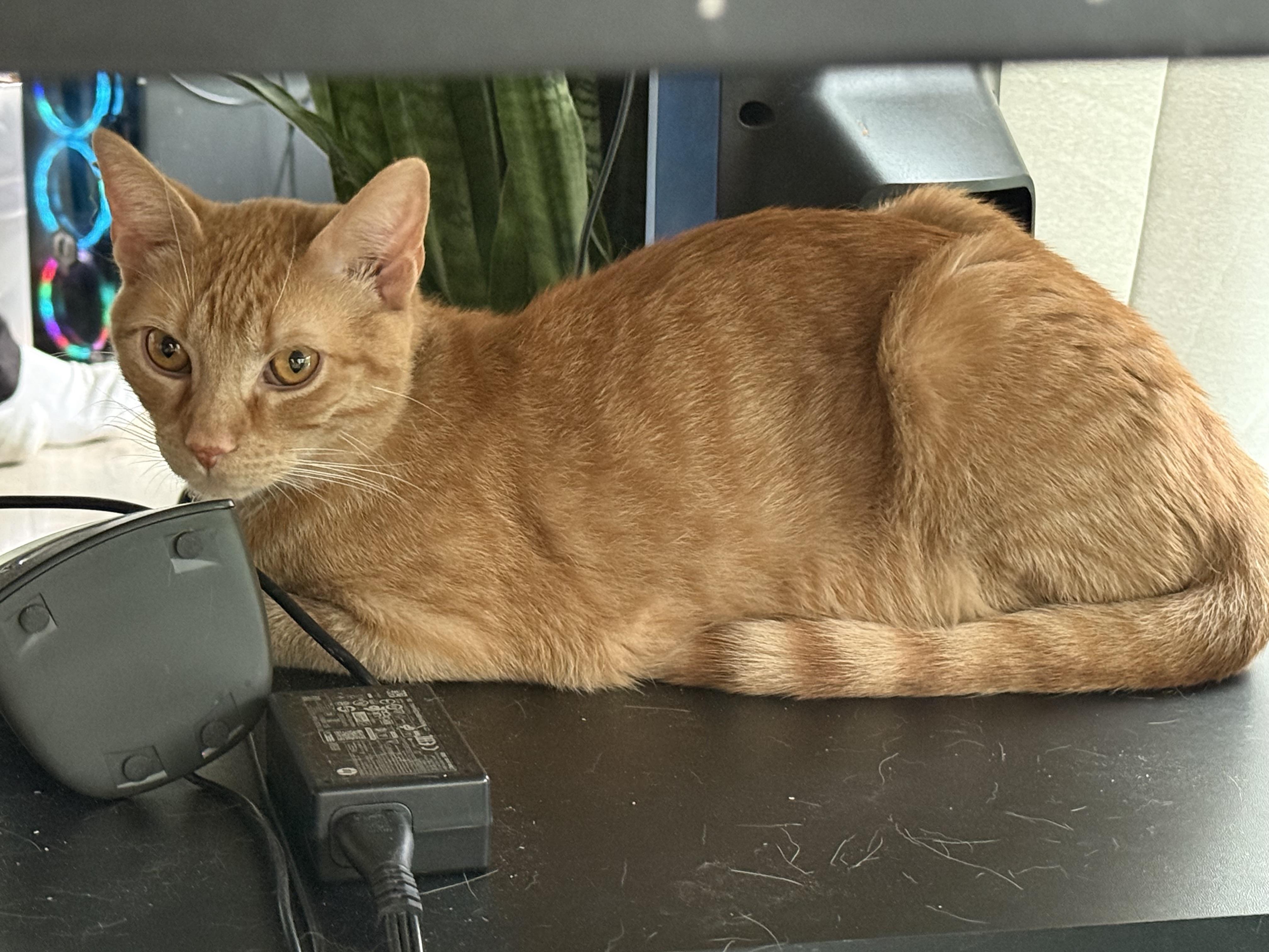 Sunny, a Adoptable Domestic Short Hair in Johnson City, TN image 2/2