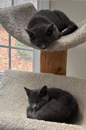 Maserati Stanton - must adopt with Lotus, Adoptable, Kitten Female Domestic Short Hair & Domestic Short Hair.