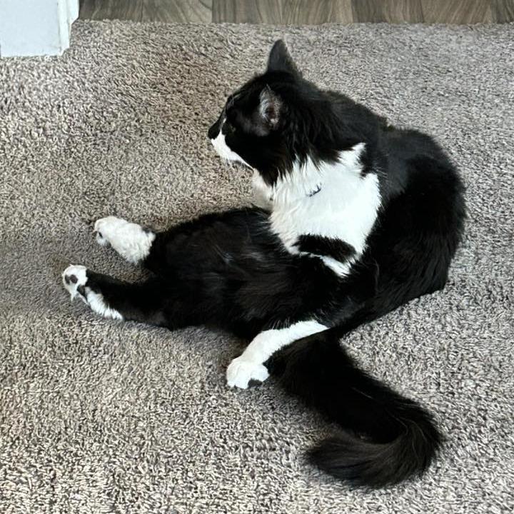 Trixie Harris, Adoptable, Adult Male Domestic Medium Hair.