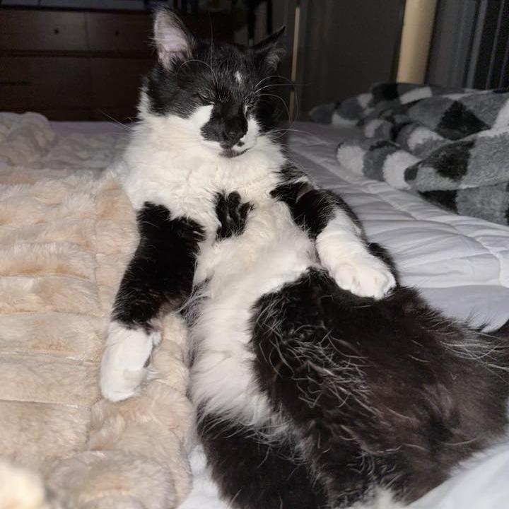 Trixie Harris, a Adoptable Domestic Medium Hair in Eagle Mountain, UT image 2/4