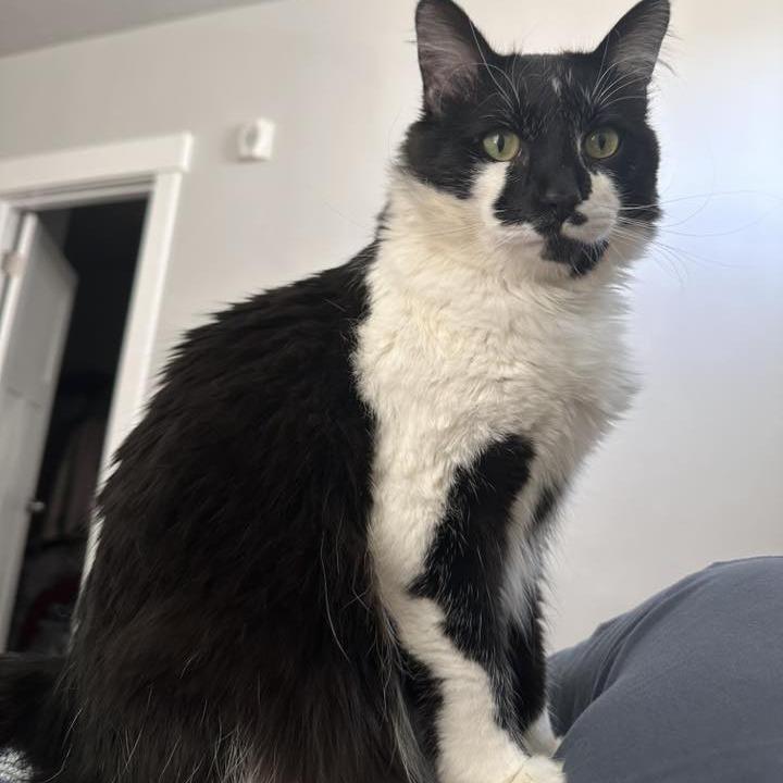 Trixie Harris, a Adoptable Domestic Medium Hair in Eagle Mountain, UT image 3/4