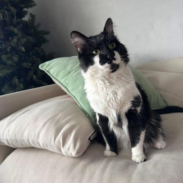 Trixie Harris, a Adoptable Domestic Medium Hair in Eagle Mountain, UT image 4/4