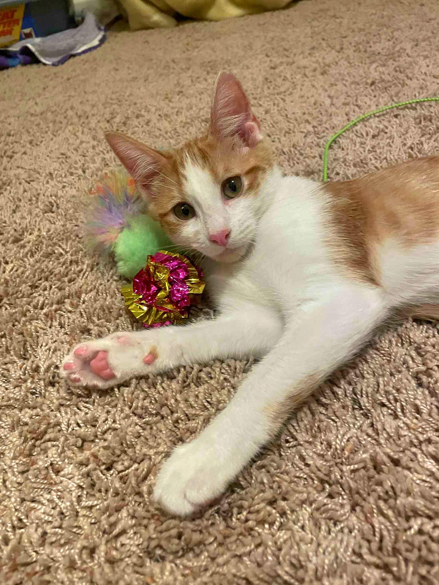 Blondie Belovedth, Adopted, Kitten Female Oriental Short Hair.